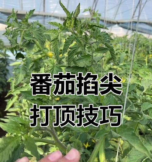 如何掌握科学种植技巧以提高产量？