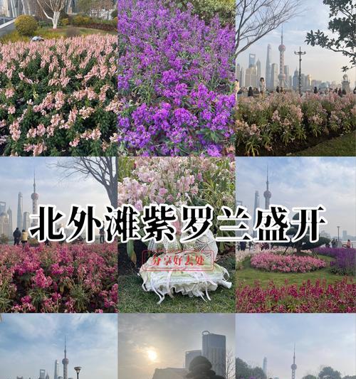 紫罗兰春日绽放有何秘密？