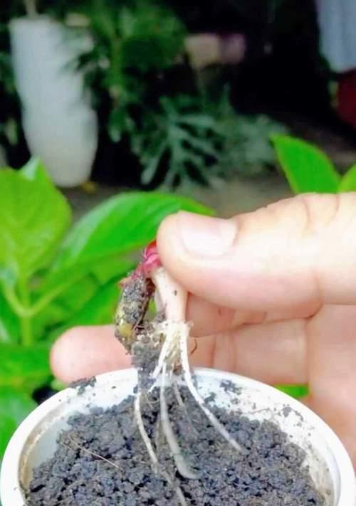 蟹爪兰扦插后多久能开花？