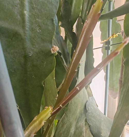 蟹爪兰扦插后多久能开花？