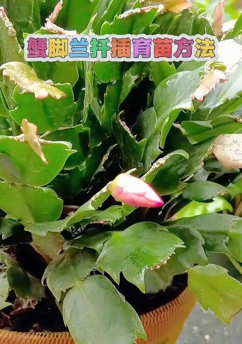 蟹爪兰扦插后多久能开花？
