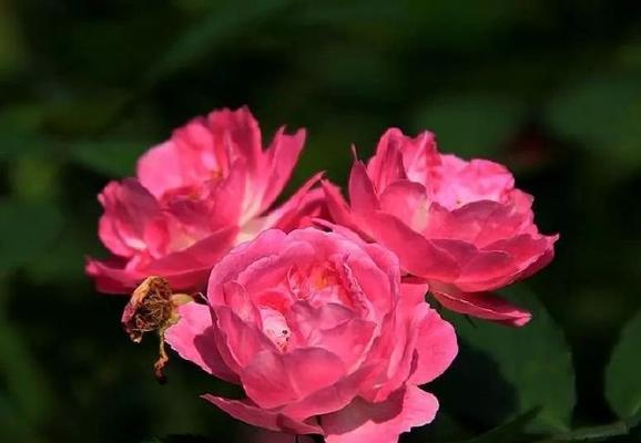 蔷薇花种植后花期能持续多久？