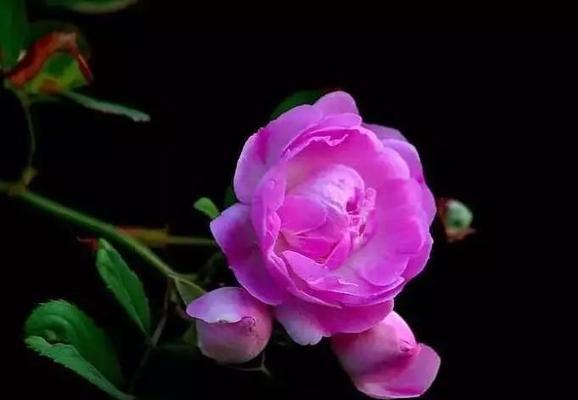蔷薇花种植后花期能持续多久？