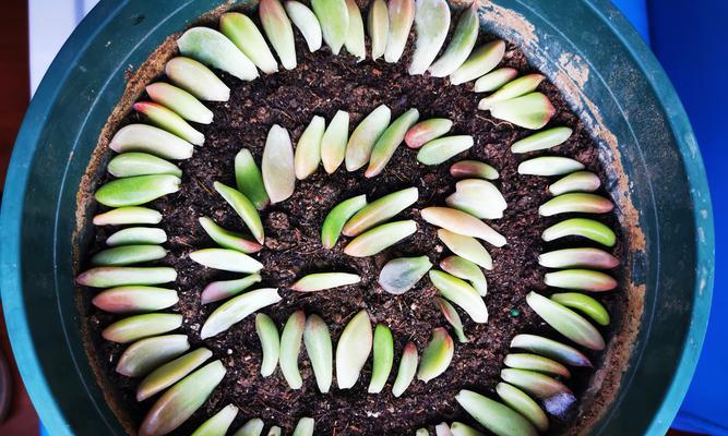如何快速掌握72种植物的45分钟扦插方式？