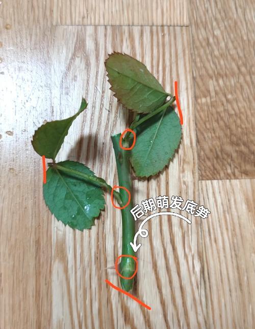 如何快速掌握72种植物的45分钟扦插方式？