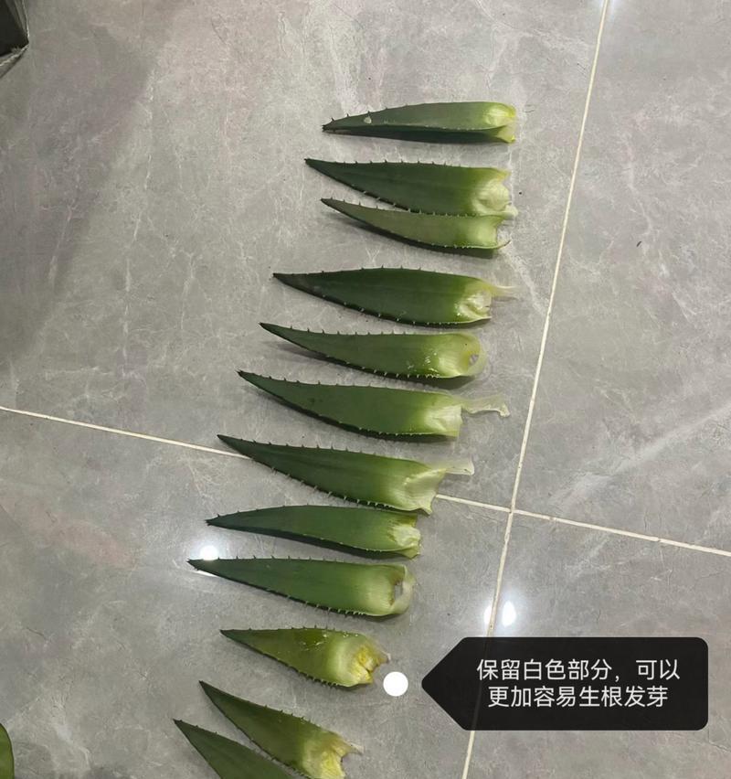 如何快速掌握72种植物的45分钟扦插方式？