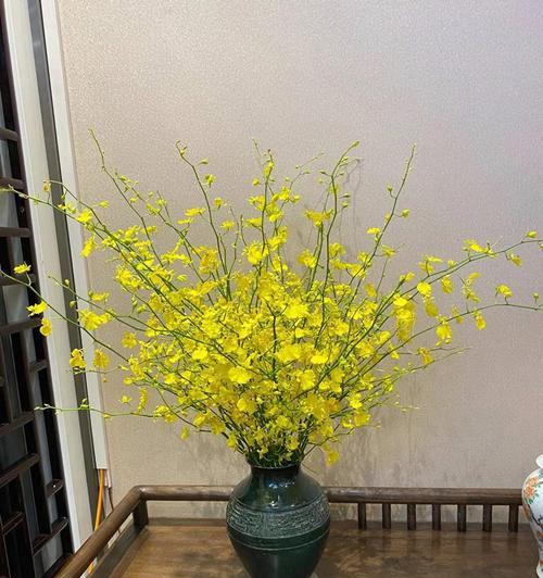 文心兰跳舞兰原盆连体开花苗有何特别之处？