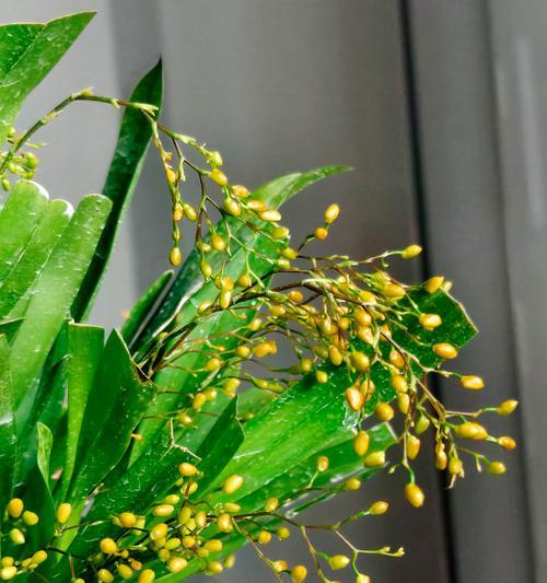 文心兰跳舞兰原盆连体开花苗有何特别之处？