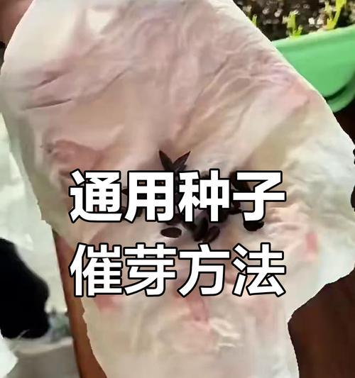 种子催芽技巧有哪些？如何让发芽更简单？