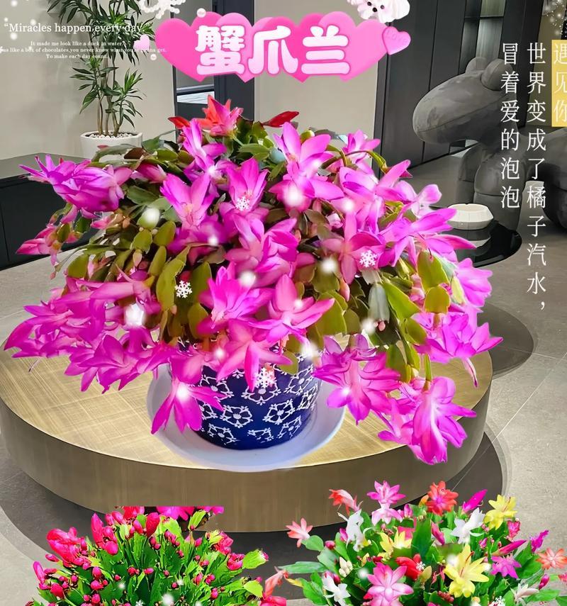 鸿运当头花几天浇一次水？养花达人的独家秘籍是什么？