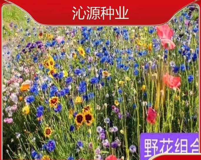 百日草花种子怎么种植？种植指南有哪些要点？