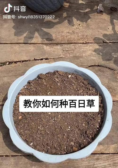 百日草花种子怎么种植？种植指南有哪些要点？