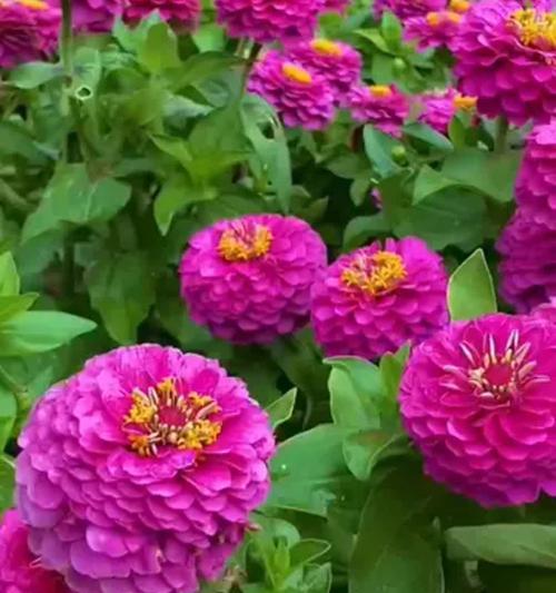 百日草花种子怎么种植？种植指南有哪些要点？