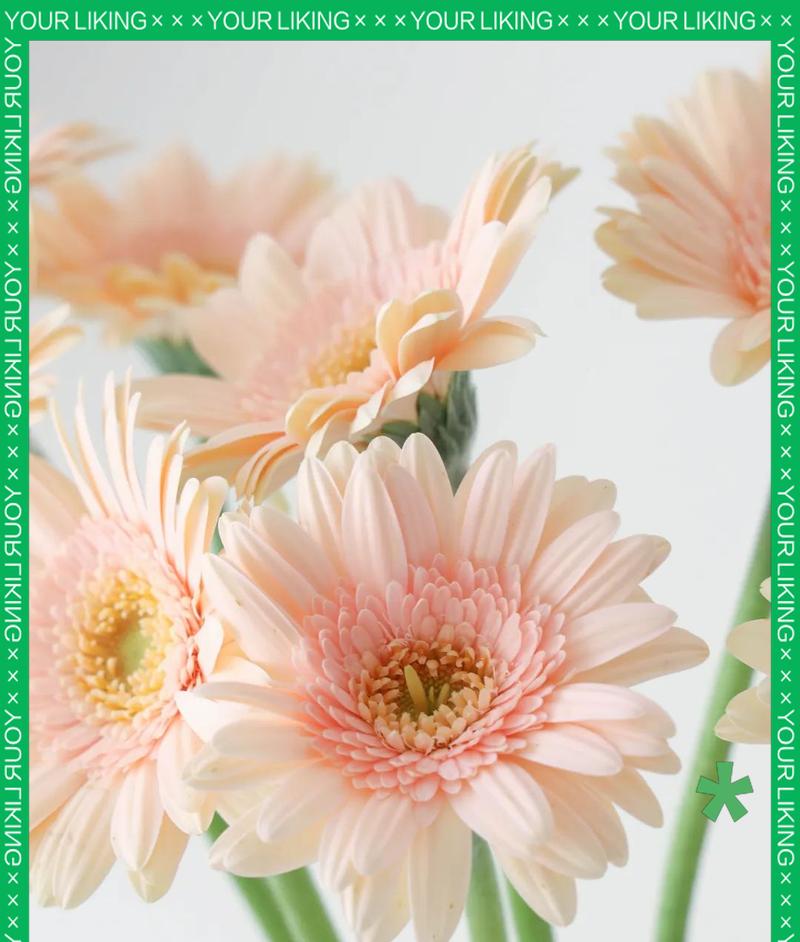 非洲菊的养护方法是什么？非洲菊因什么而闻名？