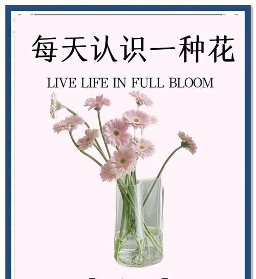 非洲菊的养护方法是什么？非洲菊因什么而闻名？