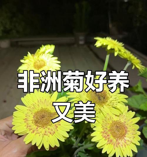 非洲菊的养护方法是什么？非洲菊因什么而闻名？