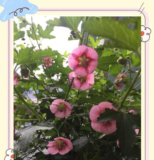 木槿花的花期多长？养护木槿花的正确方法是什么？