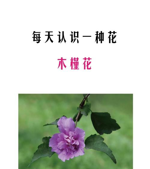 木槿花的花期多长？养护木槿花的正确方法是什么？
