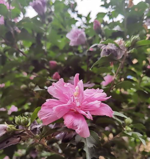 木槿花的花期多长？养护木槿花的正确方法是什么？
