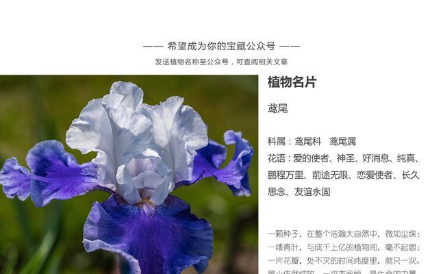 为什么说万年青是“智商税”？根本养不活的原因是什么？