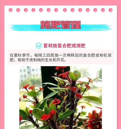 虎刺梅的养护技巧有哪些？如何让虎刺梅更好地开花？
