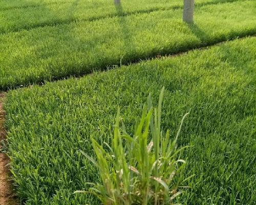 常夏石竹的生长环境要求是什么？如何选择合适的种植地点？