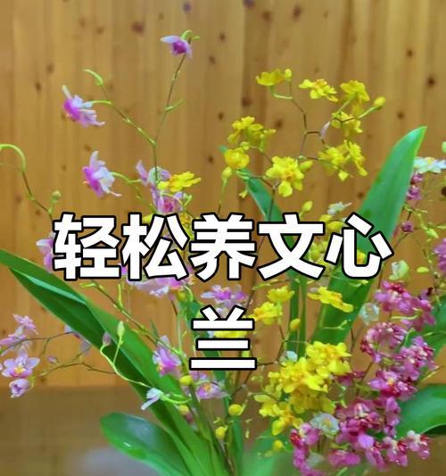 文心兰的养护方法有哪些？养护文心兰的攻略是什么？