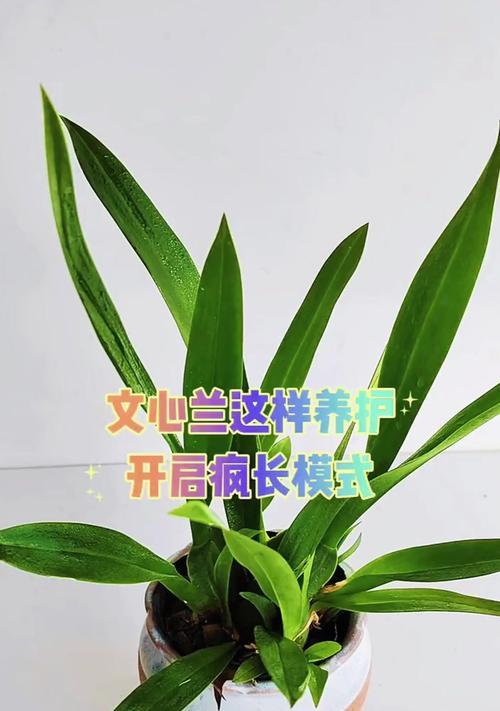 文心兰的养护方法有哪些？养护文心兰的攻略是什么？
