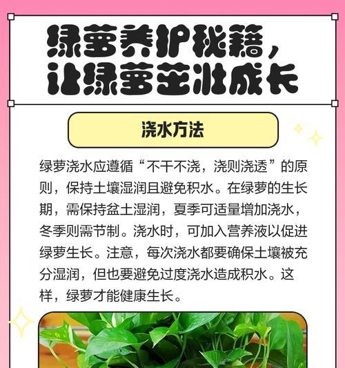 绿萝叶子油绿爆盆的秘诀是什么？如何养护绿萝？