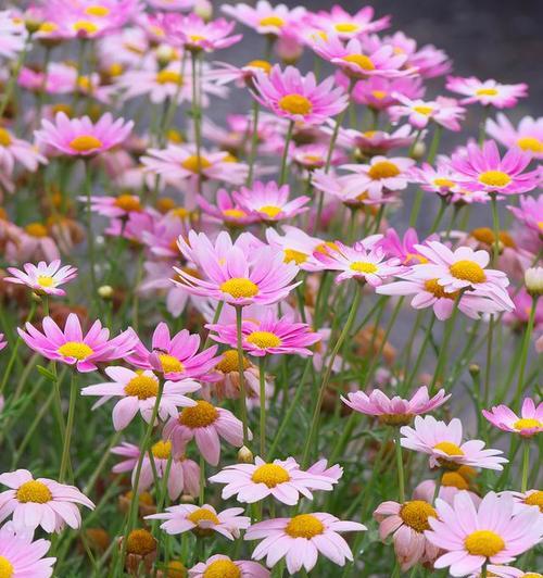 3月至5月哪些花的花期较长？如何选择合适的花卉？