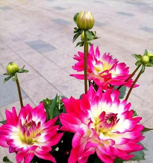 3月至5月哪些花的花期较长？如何选择合适的花卉？