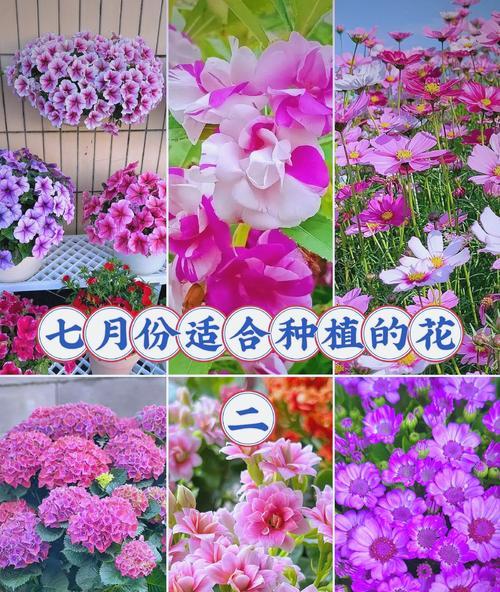 3月至5月哪些花的花期较长？如何选择合适的花卉？