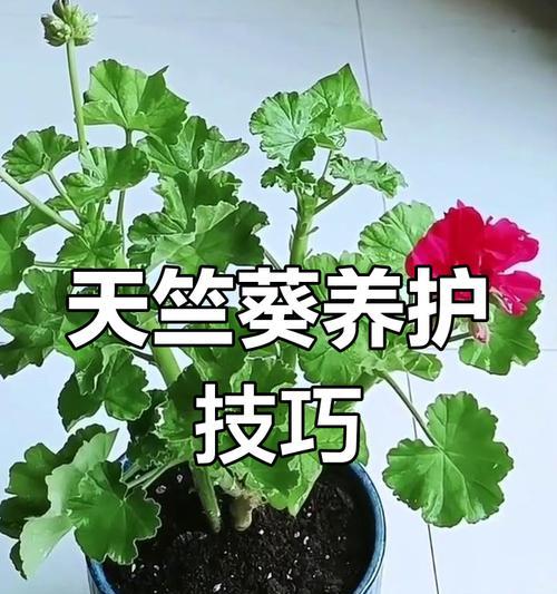 天竺葵如何养护与繁殖？养护与繁殖的完全指南是什么？
