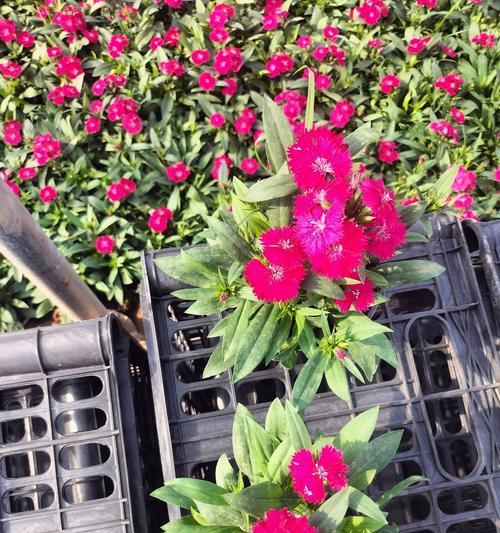美国石竹怎么种才正确？种植方法有哪些要点？