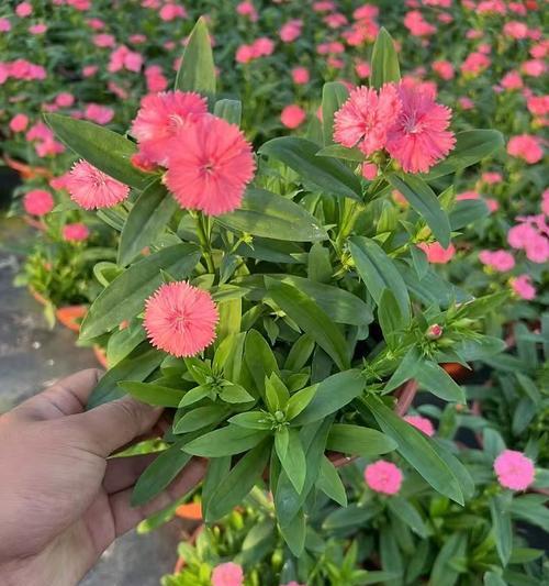 美国石竹怎么种才正确？种植方法有哪些要点？