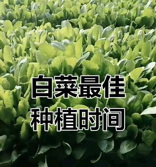 白菜的季节选择与栽培技术如何？种植白菜的全攻略是什么？