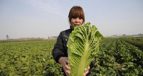白菜的季节选择与栽培技术如何？种植白菜的全攻略是什么？