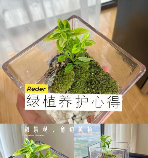苔藓的养护方法有哪些？苔藓养护指南是什么？