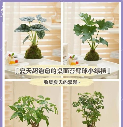 苔藓的养护方法有哪些？苔藓养护指南是什么？