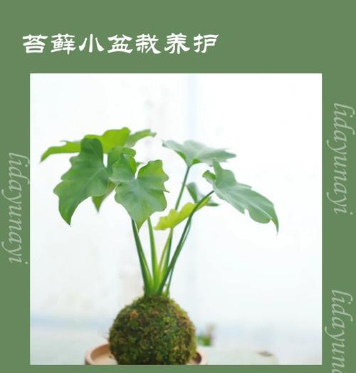 苔藓的养护方法有哪些？苔藓养护指南是什么？