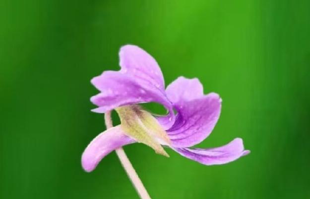 地丁花的花期持续多久？如何延长地丁花的花期？
