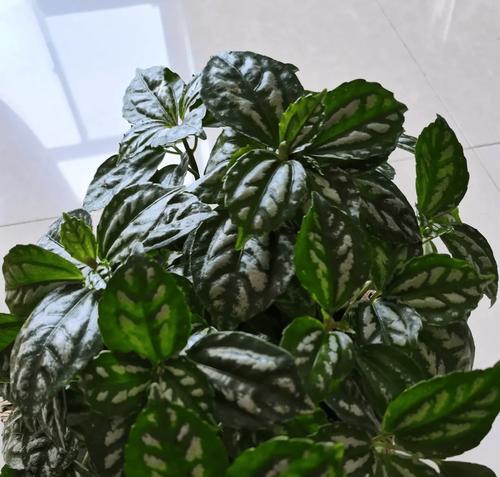 夏季哪些网红花卉绿植最值得购买？