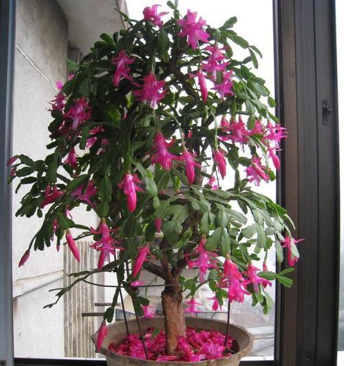 夏季哪些网红花卉绿植最值得购买？