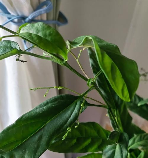 夏季哪些网红花卉绿植最值得购买？