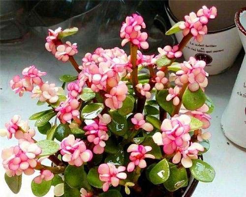 夏季购花需谨慎选择哪些花卉？