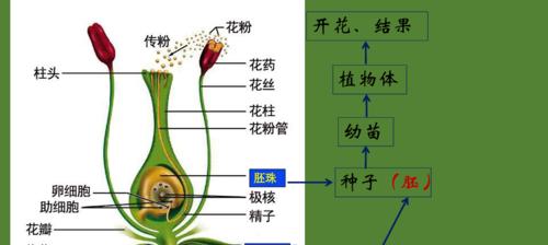 植物有性生殖与无性生殖的核心差异是什么？
