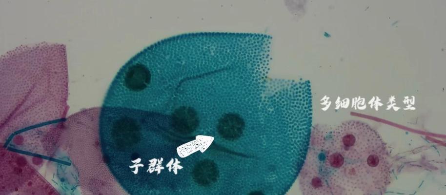 植物有性生殖与无性生殖的核心差异是什么？