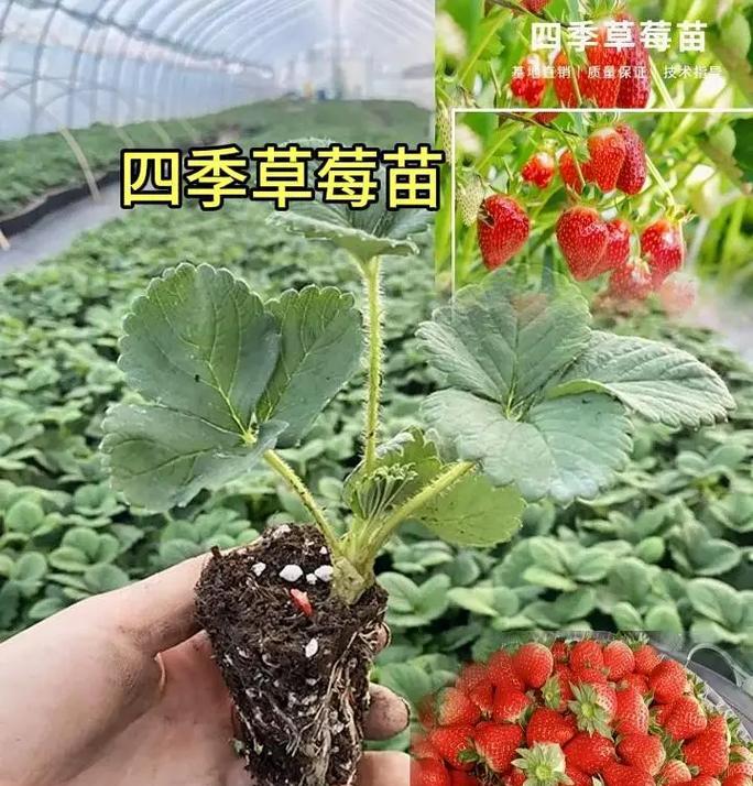 草莓盆栽需要多大的盆才能丰收？