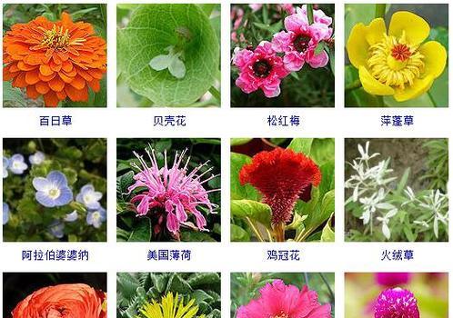 你认识世界上的几种花卉？