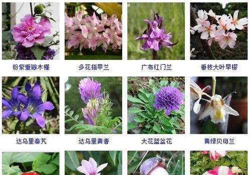 你认识世界上的几种花卉？